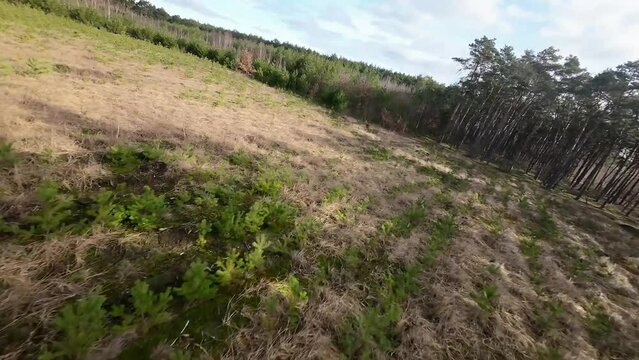 FPV young Christmas trees