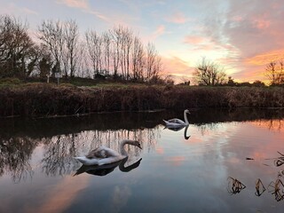 swan on the lake