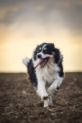 Border collie is running on the field. He is so funny and he looks more cute.