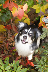 Fototapeta na wymiar Autumn portrait of border collie. He is so cute in the leaves. He has so lovely face.
