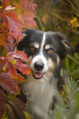 Autumn portrait of border collie. He is so cute in the leaves. He has so lovely face.