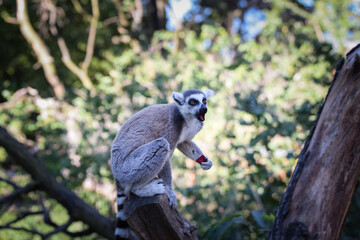 Lemur Kata is eating fruit, which he found on the floor.