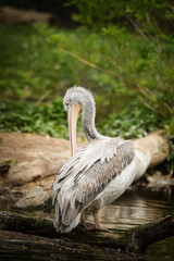 Zoos portrait of pelican who is on water. They are amazing animal. And they are looking so good.