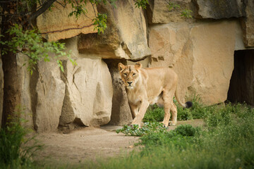 Lion in our zoo in the Czech republic. Portrait of beautiful lion in zoo habitat. - obrazy, fototapety, plakaty