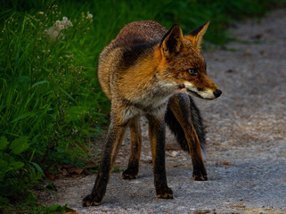 wilder Fuchs