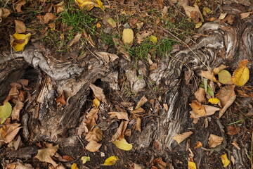 Forest background. Oak roots and fallen leaves. Autumn forest.