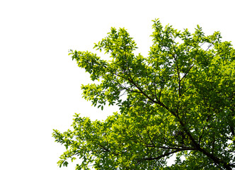 green leaves isolated on white background