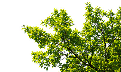 Green leaves isolated on white background. Image add a layer mask. make work path from selection.