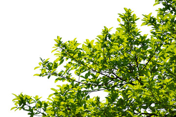 Green leaves isolated on white background. Image add a layer mask. make work path from selection.
