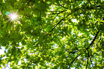 leaves in the sun