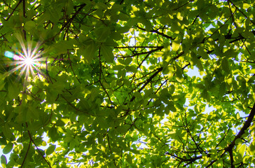 leaves in sunlight