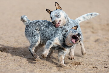 Two funny puppies of australian cattle dog or blue heeler breed playing together on sand. Dogs in...