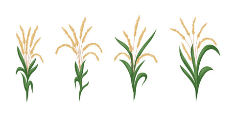Asian rice. Leaf and paddy seeds. Plant crop. Grain food growing. Botanical agriculture. Ear or grass plantations. Harvest cultivation. Green stems set. Vector isolated tidy drawing