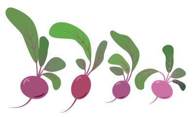 Vector beetroots set isolated on a white background.