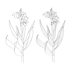 Silhouette image of Imperial Fritillaria flower. Design elements. Garden Flowers. Black line vintage botanical illustration.