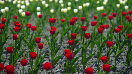Background of red tulips in the morning sun on a background of blurred white flowers. Selective focus