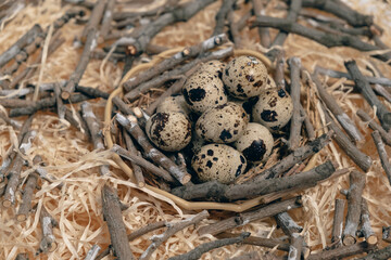 Quail eggs in the basket rotating in straw. Happy Easter holiday. Easter eggs in the nest rotate. Christian celebration, family traditions, flat lay top view