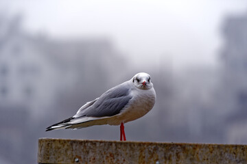 Seagull standing on concrete wall looking at camera at City of Schaffhausen on a gray winter morning. Photo taken February 16th, 2023, Schaffhausen, Switzerland.