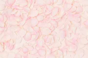Texture made of pink rose petals. Natural background.