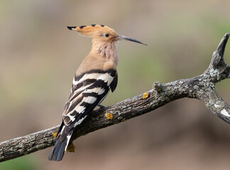 Eurasian hoopoe, Upupa epops. Early in the morning a bird sat on a beautiful branch