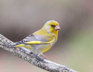 European Greenfinch, Chloris chloris. A bird sits on a branch and looks into the distance