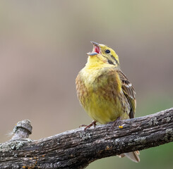 Yellowhammer, Emberiza citrinella. The male bird sings while sitting on a beautiful branch