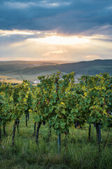 Vineyard during sunset in the south of Moravia, Czech Republic