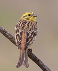 Yellowhammer, Emberiza citrinella. A bird sits on a branch