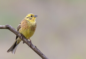 Yellowhammer, Emberiza citrinella. A bird sits on a branch