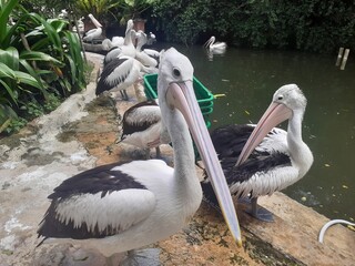 ( Pelecanus conspicillatus ) Timor pelicans, water birds that have a pouch under their long beak to store the fish they catch. It seems they are roaming around pampering themselves.