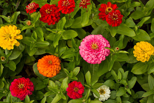 Yellow, pink, white and red zinnia flowers close-up growing in a garden bed