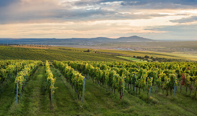 Wineyard in Moravia during sunset with Palava hills in the background © MatousVins