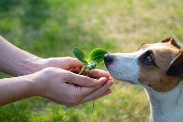 A woman holds a sprout in her hands next to the muzzle of a Jack Russell dog outdoors.
