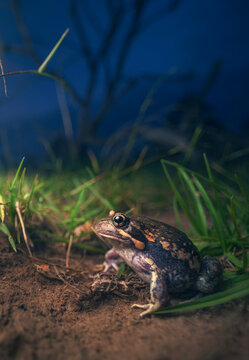 Close-up side view of a Wild banjo frog (Limnodynastes dumerilii) sitting in the grass at night, Melbourne, Victoria, Australia