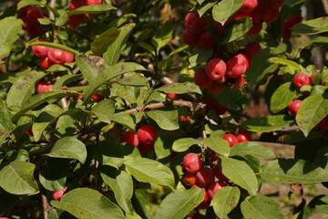 Lots of red dwarf apples on the tree in the foliage. Garden background. Organic fruits. Selective...