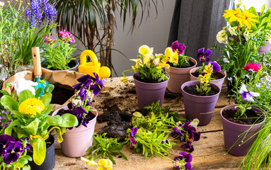 Spring decoration of a home balcony or terrace with flowers, transplanting flower pansies from...