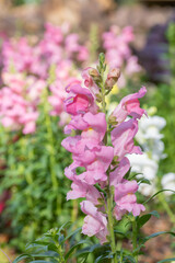 A soft pink snapdragon growing in the spring garden.