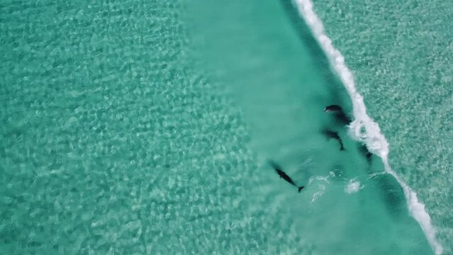 Drone footage of five dolphins playing in the blue waves and transparent water in Esperance. 5 dolphins swimming in the shallows. Cape le grand national park, Western Australia. 