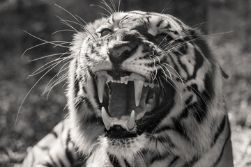 Big bengal tiger growls angry black and white