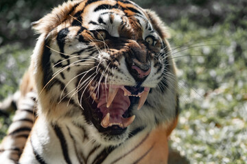 Big bengal tiger growls angry