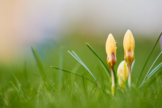 spring crosus flowers in the grass wallpaper 