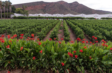 Robertson, Western Cape, South Africa. 2023. Colourful Canna Lilies in bloom surround a vineyard in...