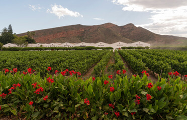 Fototapeta na wymiar Robertson, Western Cape, South Africa. 2023. Colourful Canna Lilies in bloom surround a vineyard in the Robertson wine valley, Western cape, South Africa.