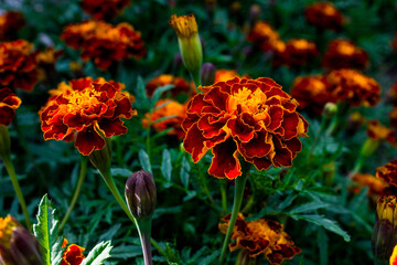 marigold orange garden flower on green plant background