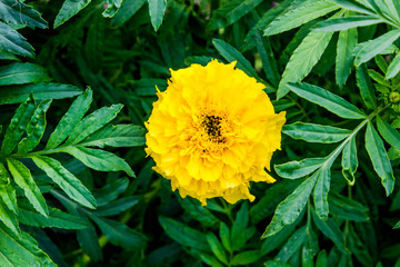marigold orange garden flower on green plant background