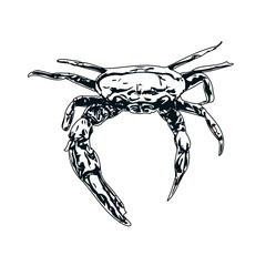 black and white sketch of a crab with transparent background