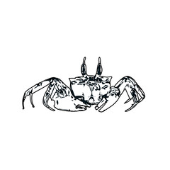 black and white sketch of a crab with transparent background