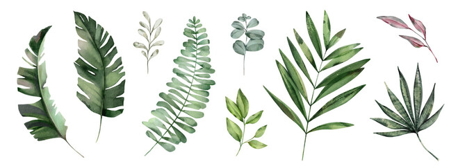 Botanic tropic composition. Exotic modern design.  Herbal illustration.  Set watercolor leaves - eucalyptus, banana palm, fern. - 574944241