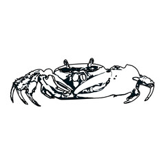 black and white sketch of a crab with transparent background © Indah