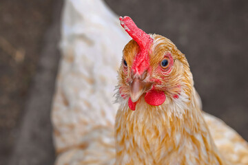 Hen at farm yard, Czech dominant breed. Poultry farming, chicken head closeup. Chicken in coop, hen at farm. Farm poultry concept. Dominant chickens - highly productive breed of laying hens